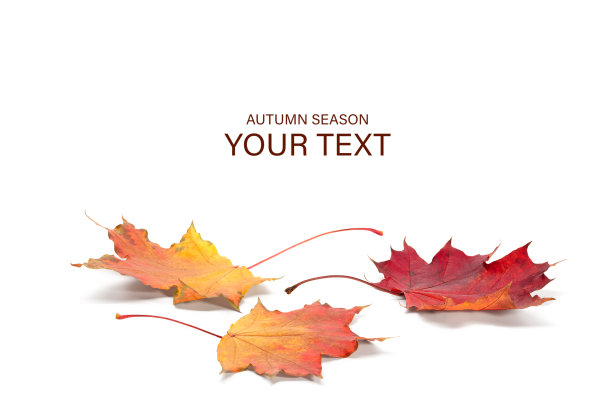 秋天的季节概念，枫叶孤立在白色的背景上图片下载