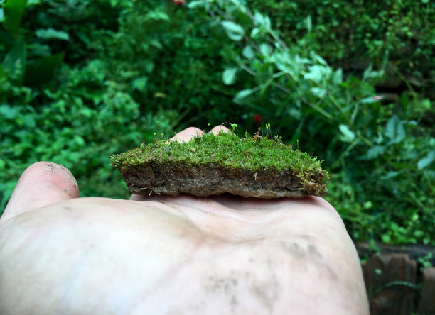 一个人拿着一块土壤，里面有各种各样的小型植物。图片下载