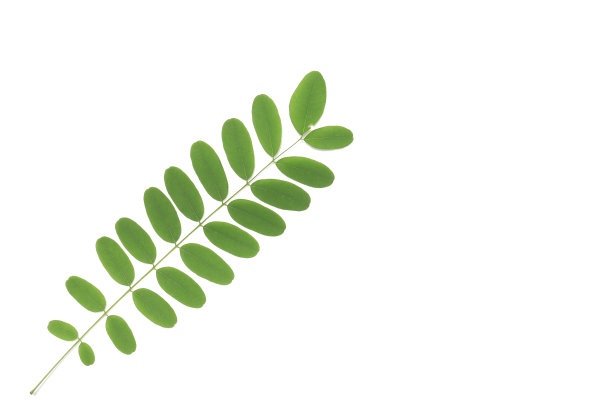 白色背景上的叶子图片下载