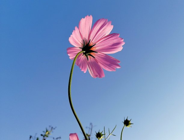 宇宙在春天开花图片下载