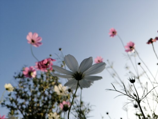 宇宙花在春天开花图片下载