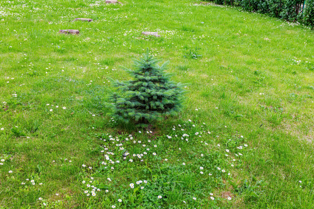 公园空地上的年轻云杉。图片下载