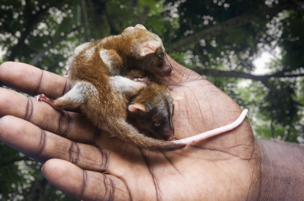 两个小负鼠在一个男人的手掌上。哥斯达黎加的利蒙港。图片下载