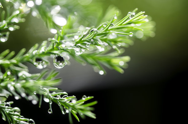 新鲜的绿草与水珠素材图片