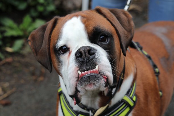 拳师狗图片下载