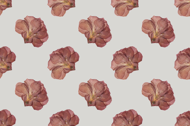干红花无缝趋势模式孤立在光背景。植物标本。前视图。图片下载