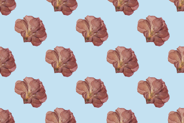 干红花朵无缝趋势模式孤立在蓝色背景上。植物标本。前视图。图片下载