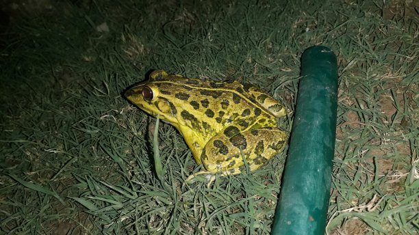 黄色印度青蛙的特写，黑色纹理和大眼睛图片下载
