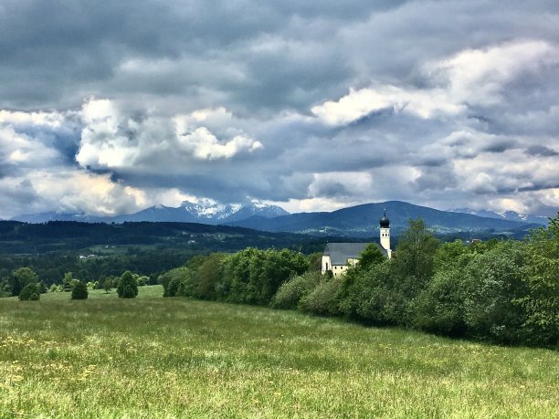 多汁的草在高山草地和奶牛图片下载