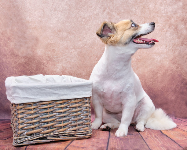 那只狗正坐在一个古色古香的背景上。回头看。旁边是一个藤篮子。图片下载
