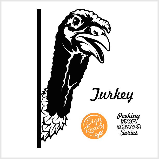 火鸡——高兴的火鸡在向外偷看图片下载