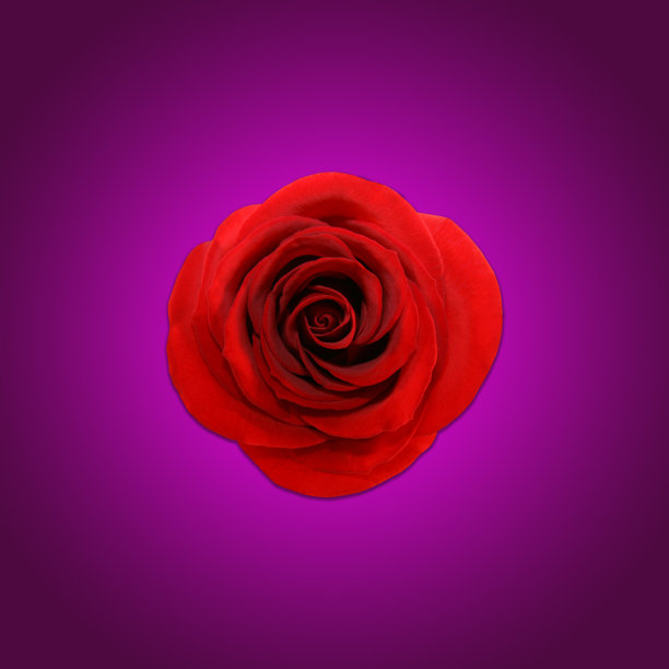 孤立的玫瑰图片下载