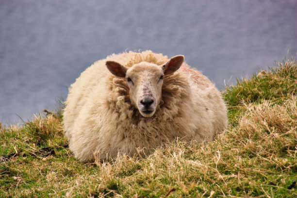 草地上肥厚的羊图片下载