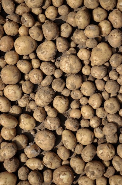 竖着堆收获的土豆图片下载