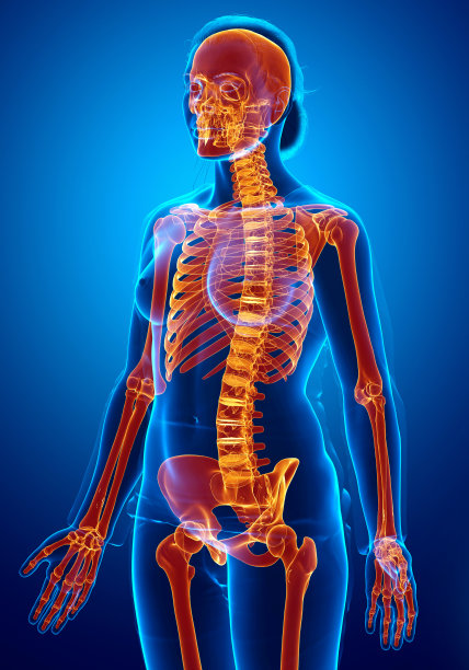 3d渲染，医学上准确的女性骨骼系统高光插画图片下载