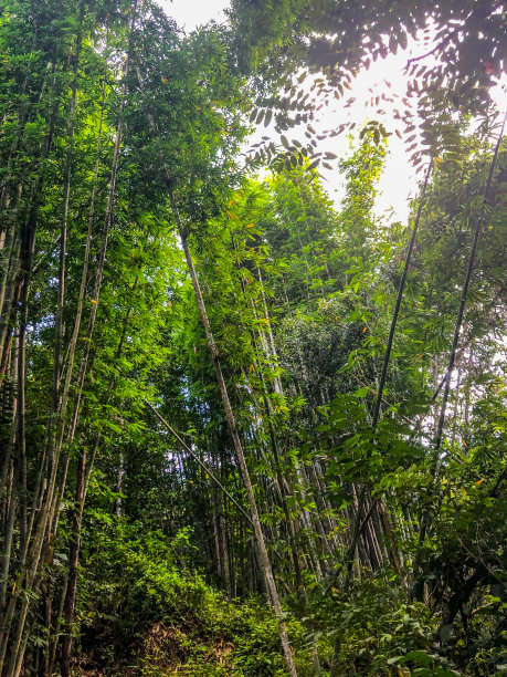 婆罗洲竹图片下载