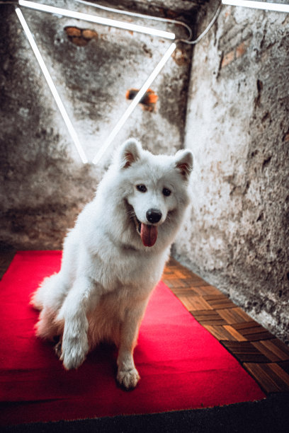 一只萨摩耶狗坐在地板上图片下载