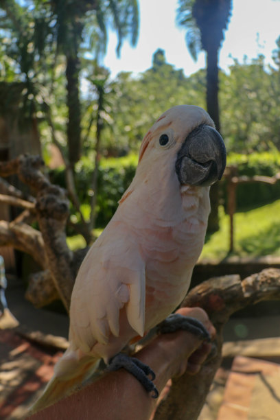 男人的手触摸着美丽的鹦鹉标本。可爱的仙人掌站在树枝上，抚摸着自己的羽毛。Salmon-Crested风头鹦鹉。热带旅游概念图片下载