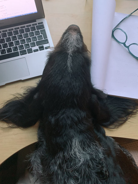 好奇的狗，德拉塔尔的肖像图片下载