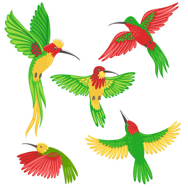 蜂鸟被隔离在白色上图片下载