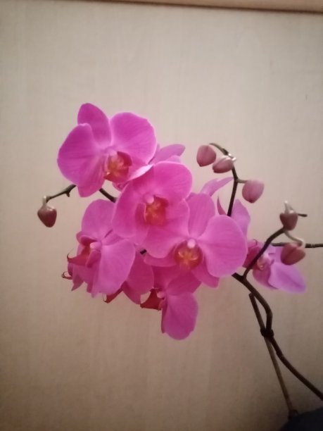 兰花开花。图片下载