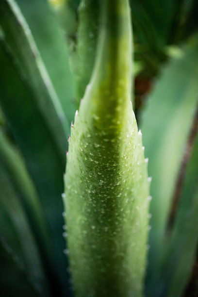 绿色植物。图片下载