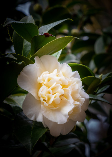 油茶山茶花图片下载