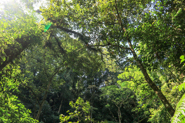 印度尼西亚村庄的湖泊和丛林的美丽景色图片下载