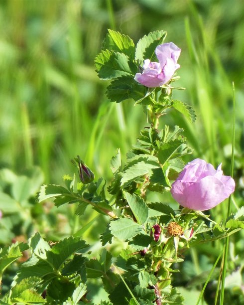 生长在天然草原草原上的野玫瑰图片下载