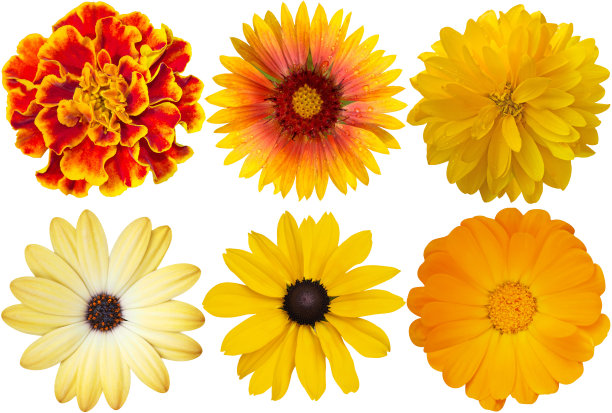 花在白色的图像设置黄色的花素材图片