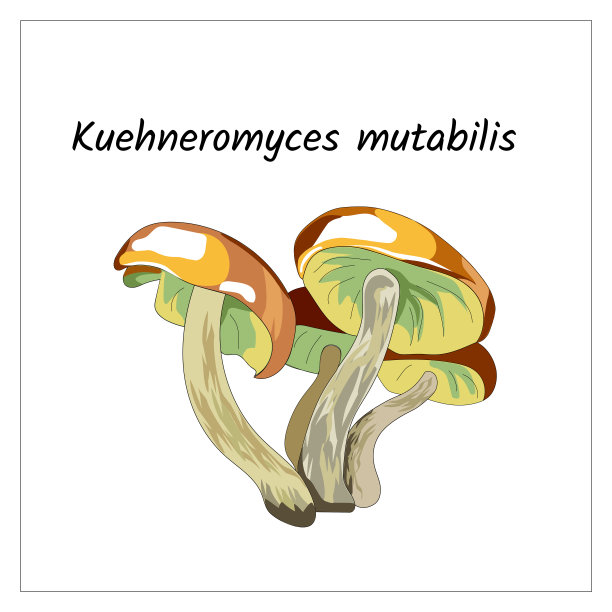 白色背景上的蜂蜜蘑菇。蜜环菌。森林蘑菇。平面向量插图。图片下载