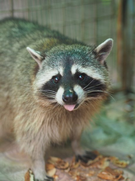 小浣熊图片下载