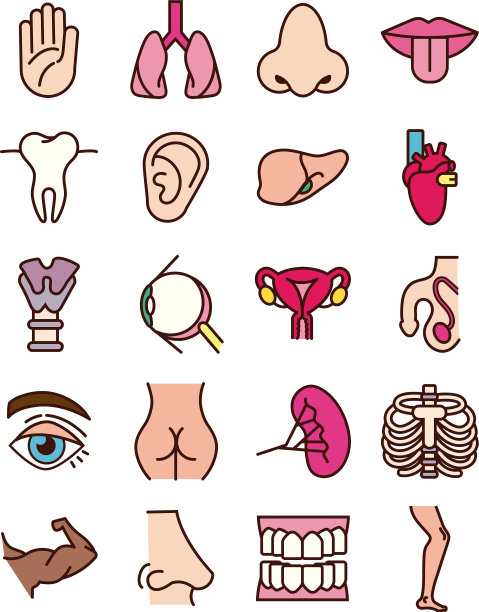 捆绑身体部位和器官图标图片下载