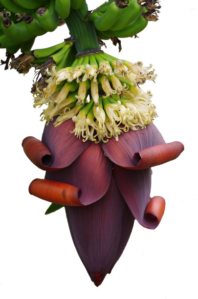 香蕉花图片下载