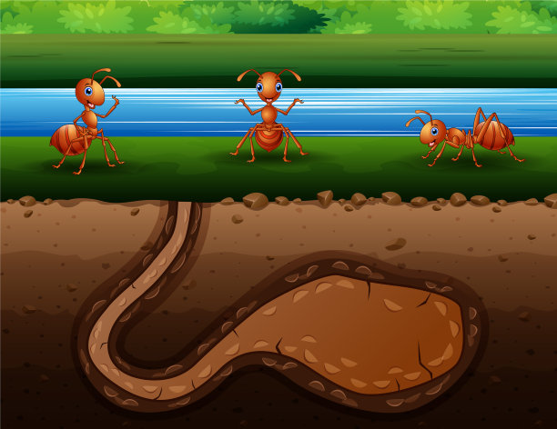 河边的一群红蚂蚁图片下载