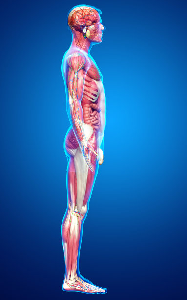 3d渲染的男性解剖在医学上很精确图片下载