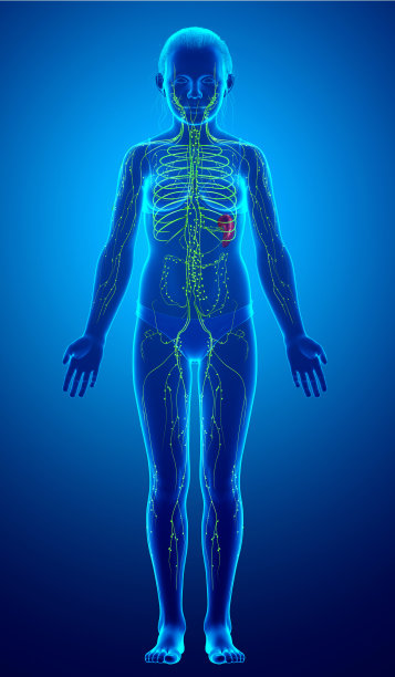 一个年轻女孩的淋巴系统的3d渲染医学精确的插图图片下载