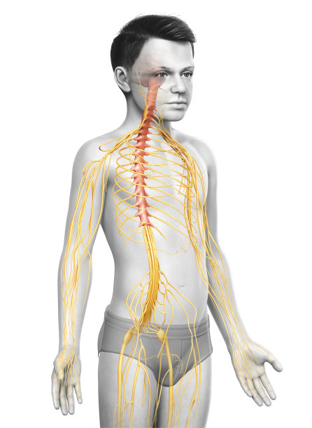 一个小男孩的神经系统的3d渲染医学精确的插图图片下载