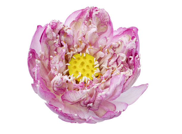 荷花，近距离的粉红色荷花盛开在白色的背景上，带有修剪的小路图片下载