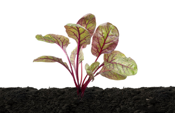 唐莴苣或瑞士唐莴苣蔬菜，生长在土壤中的年轻唐莴苣，孤立在白色背景和修剪路径上图片下载