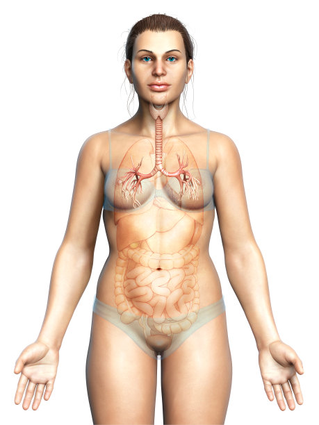 呼吸系统喉部、气管、支气管部分的三维图示。图片下载