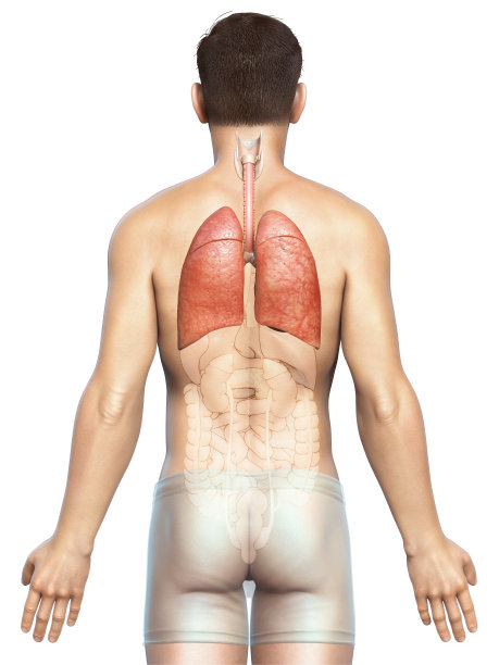 3d渲染，医学上准确的男性肺解剖的插图图片下载