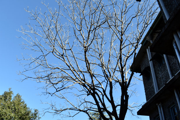 大树和建筑物的美丽图片图片下载