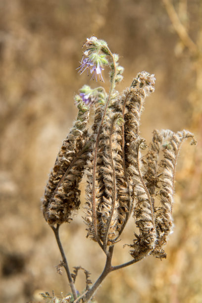 钟穗植物图片下载