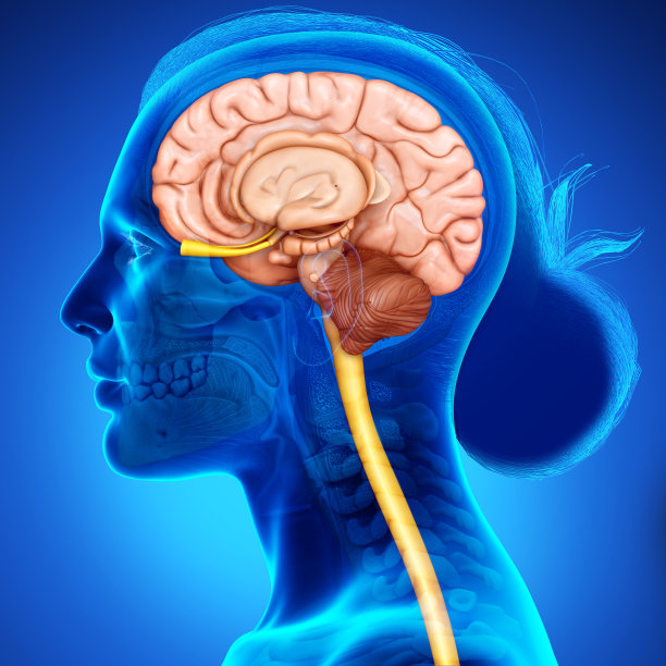 女性大脑解剖的3d渲染医学插图图片下载