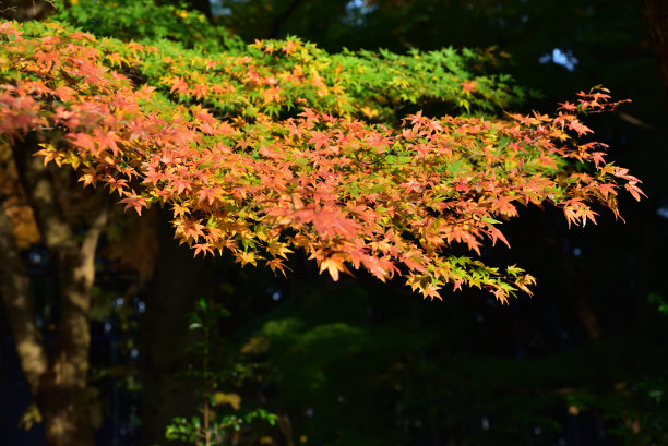 秋天的红枫图片下载