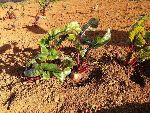 甜菜根植物图片下载