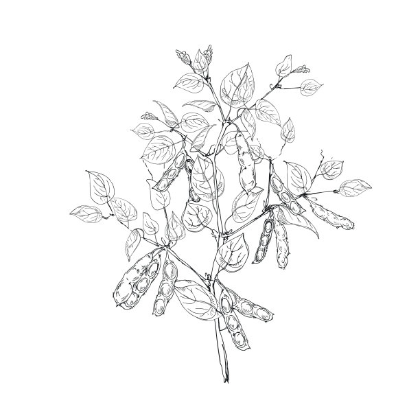 大豆支手画图片下载