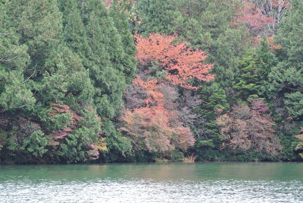枥木日光湖边的森林图片下载