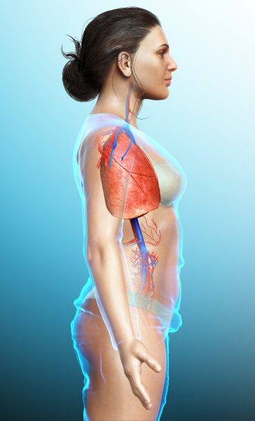 3d渲染，医学上准确的女性肺解剖说明图片下载